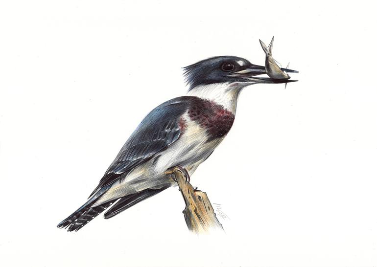 Belted Kingfisher - Ornithology