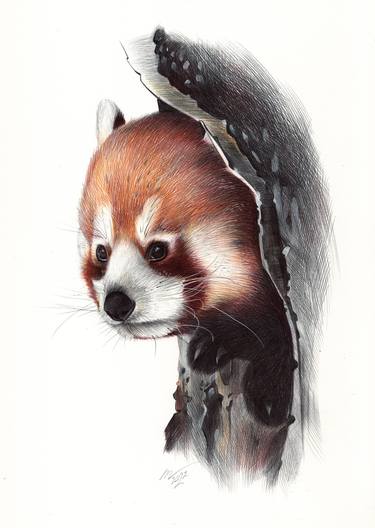 Original Photorealism Animal Drawings by Daria Maier