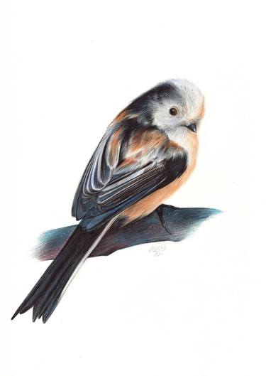 Long-tailed Tit - Bird Portrait thumb
