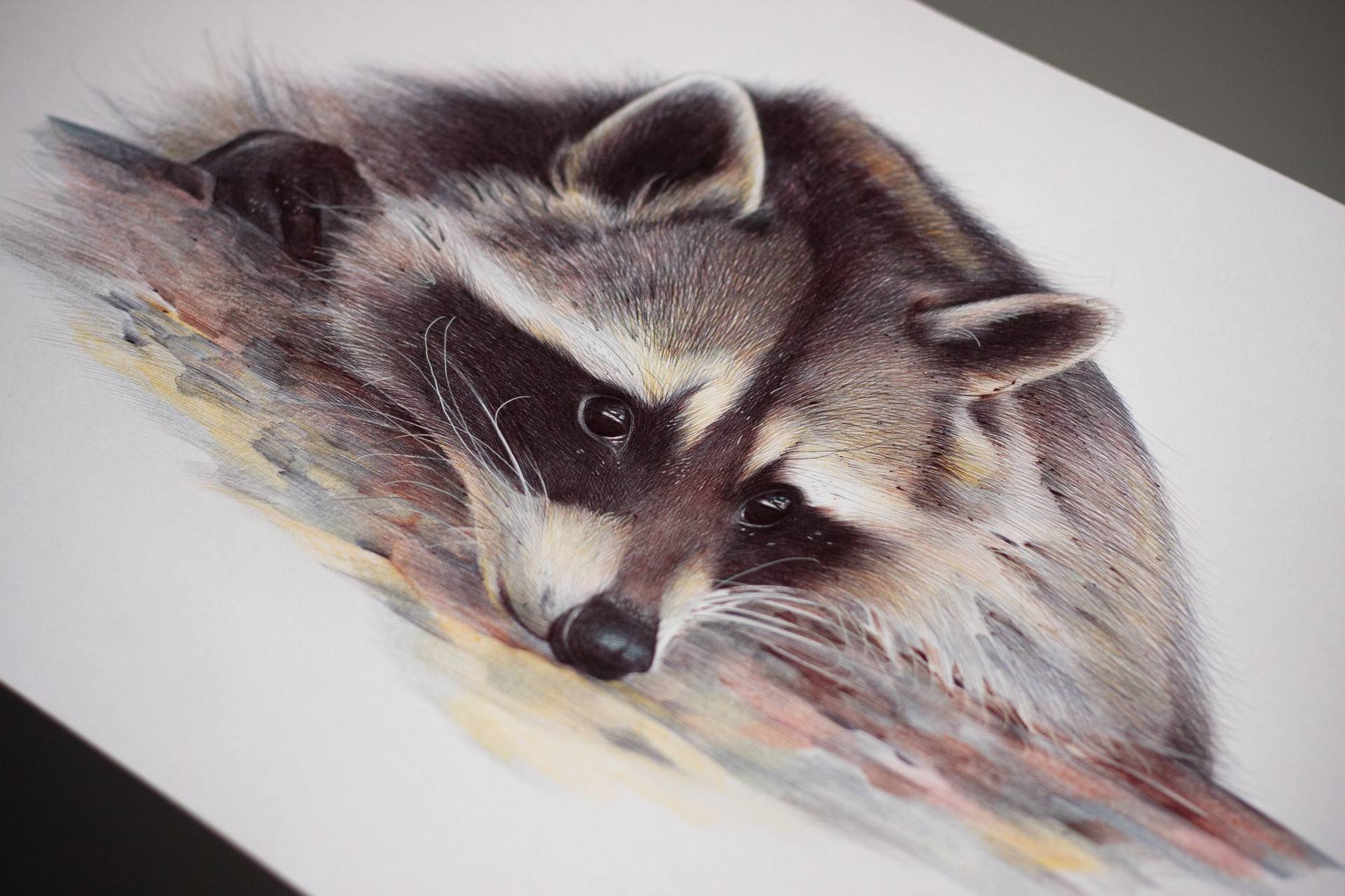 how to draw a realistic raccoon