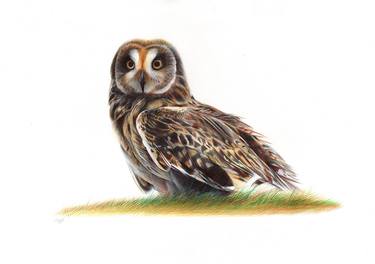 Short-eared Owl - Bird Portrait thumb