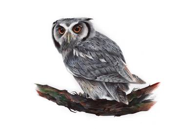 Original Animal Drawings by Daria Maier