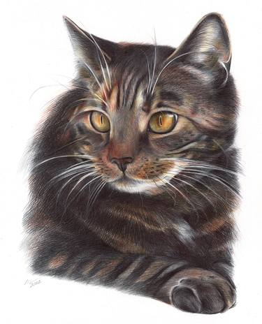 Cat (Photorealistic Drawing) thumb
