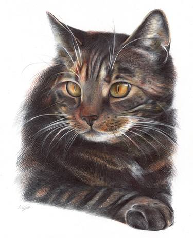 Original Photorealism Animal Drawings by Daria Maier