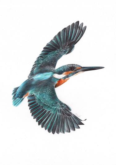 River Kingfisher (Photorealistic Portrait Drawing) thumb
