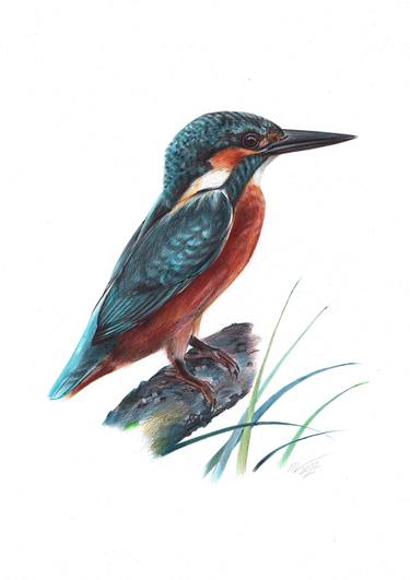 River Kingfisher (Realistic Ballpoint Pen Bird Portrait) thumb