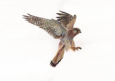 European Kestrel (Realistic Ballpoint Pen Bird Portrait) thumb