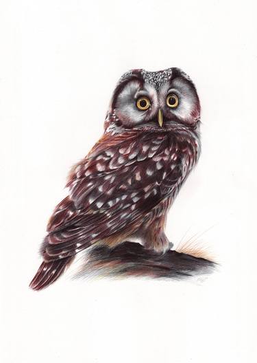 Boreal Owl (Realistic Ballpoint Pen Bird Portrait) thumb