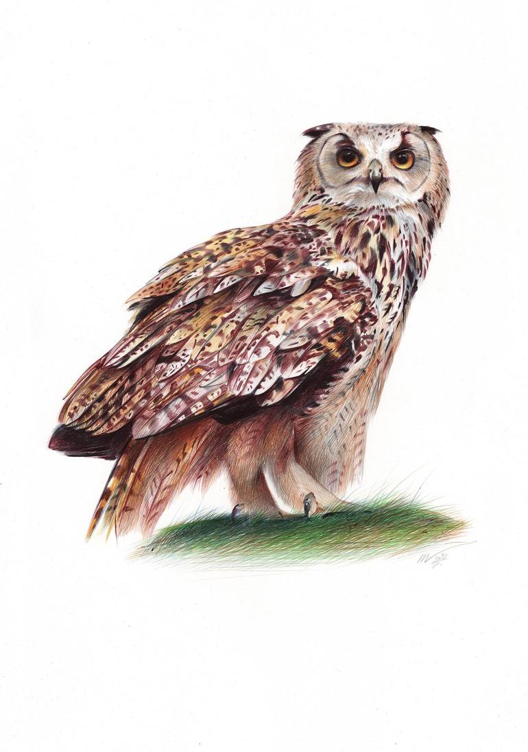 realistic drawing of owls