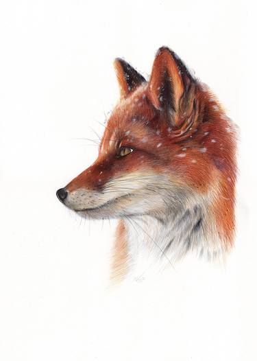 Red Fox (Realistic Ballpoint Pen Drawing) thumb