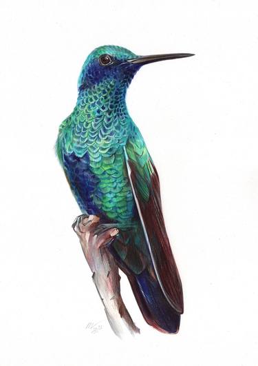 Sparkling Violetear (Realistic Ballpoint Pen Bird Portrait) thumb