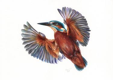 River Kingfisher (Realistic Ballpoint Pen Bird Portrait) thumb