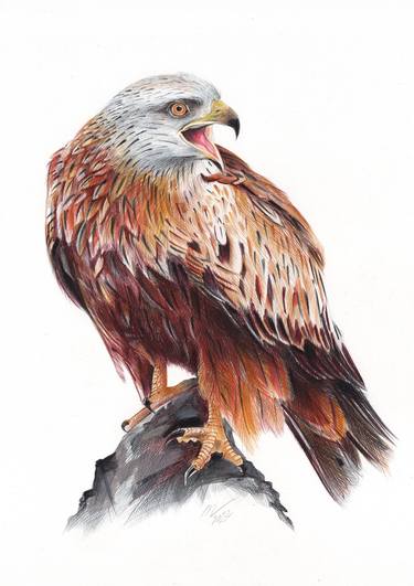 Original Animal Drawings by Daria Maier