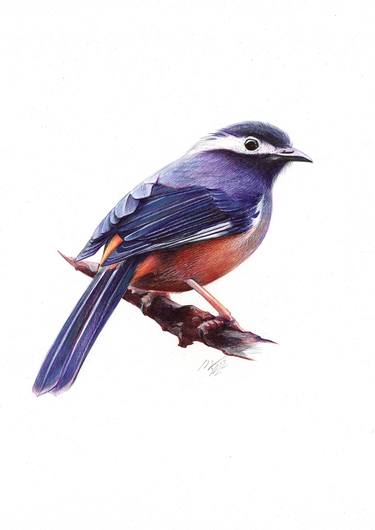 White-Eared sibia (Realistic Ballpoint Pen Bird Portrait) thumb