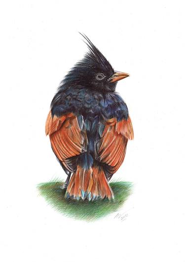 Crested Bunting (Realistic Ballpoint Pen Bird Portrait) thumb