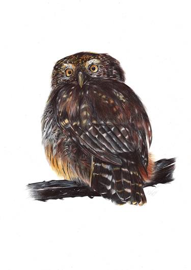 Original Photorealism Animal Drawings by Daria Maier