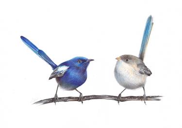 White-winged Fairywren (Realistic Ballpoint Pen Bird Portrait) thumb