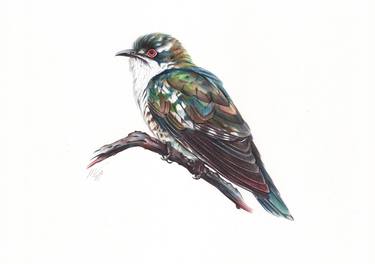 Diederik Cuckoo (Realistic Ballpoint Pen Bird Portrait) thumb