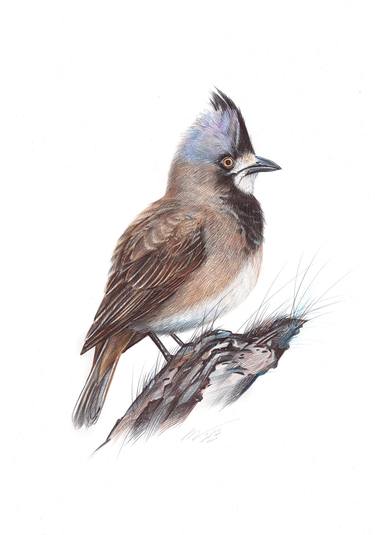 Crested Bellbird (Realistic Ballpoint Pen Bird Portrait) thumb