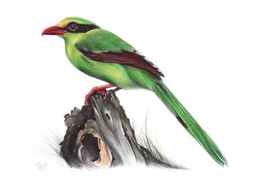 Common Green Magpie (Realistic Ballpoint Pen Bird Portrait) thumb