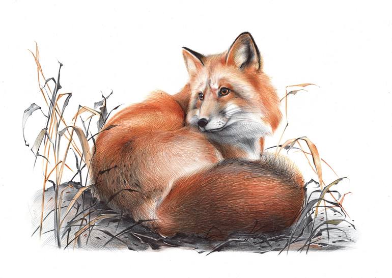 red fox animal drawing