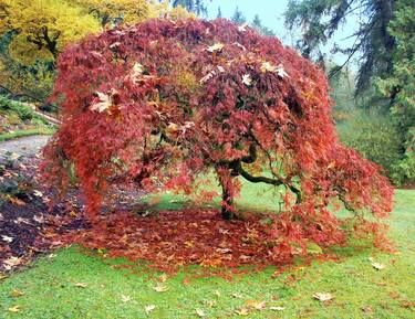 Print of Tree Photography by Bill Thomson