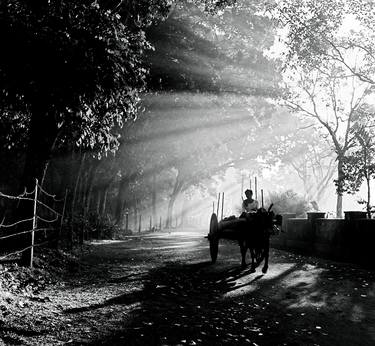 Print of Rural life Photography by Henry Rajakaruna