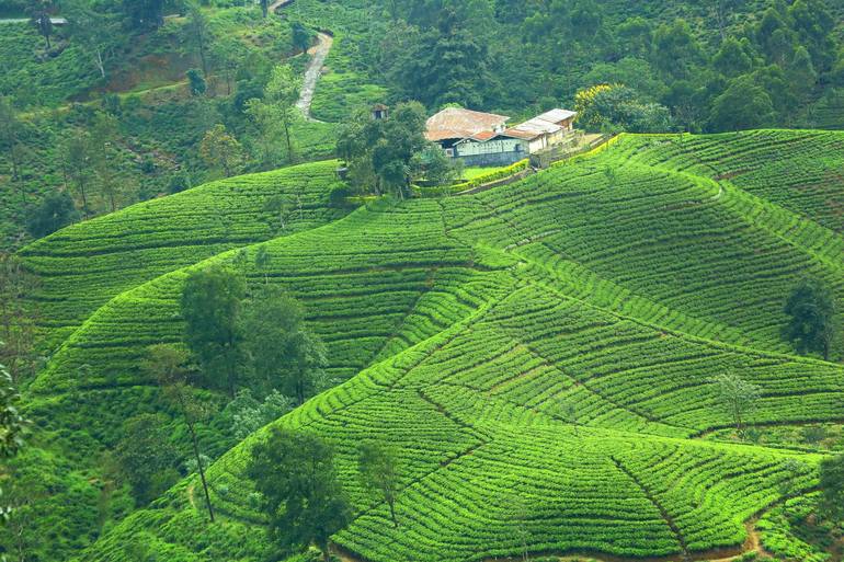 Tea Plantation - Limited Edition Of 10 Photography By Henry Rajakaruna 