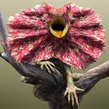 Bunyjal by Josh Dykgraaf