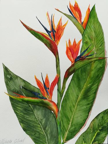 Tropical flower, Strelitzia, Bird of Paradise, parrot's beak thumb