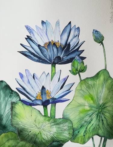Lotus, blue lotus, water plant thumb