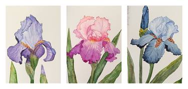 The Irises, Set of 3 watercolors thumb