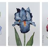 Set of 3 Iris by Victoria Girerd
