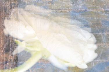 Original Conceptual Floral Photography by Megan Mickael