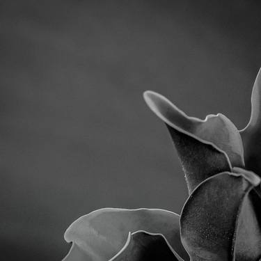 Print of Floral Photography by Megan Mickael