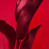 Collection Passion, Energy, Confidence: Fire Signs