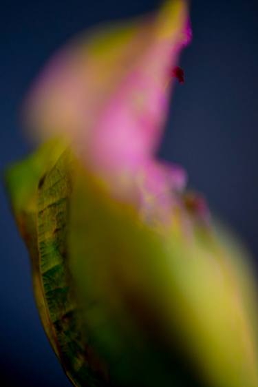 Print of Abstract Botanic Photography by Megan Mickael