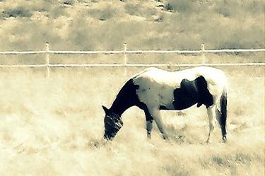 Print of Photorealism Horse Photography by Samantha Linn