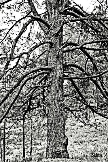 Original Tree Photography by Samantha Linn