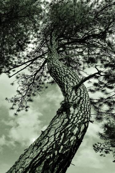 Original Photorealism Tree Photography by Samantha Linn