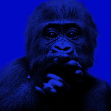 Original Pop Art Animal Photography by Madeleine Farley