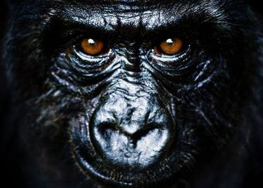 Original Portraiture Animal Photography by Madeleine Farley