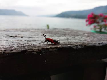 Print of Animal Photography by JGaluh Yuliawan