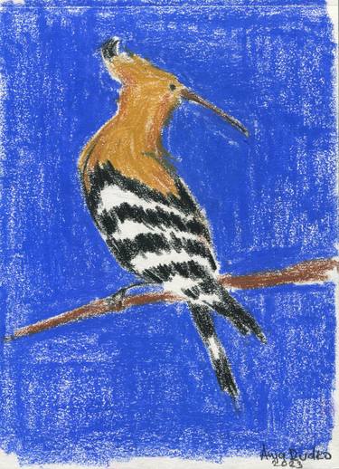 Hoopoe thumb