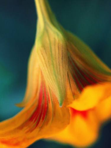 Nasturtium flower thumb