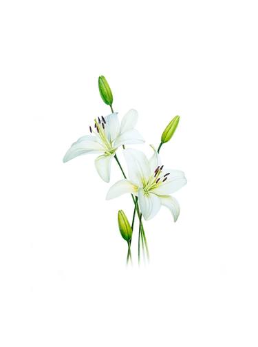 White lilies thumb