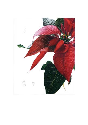 Print of Realism Botanic Paintings by David Bou