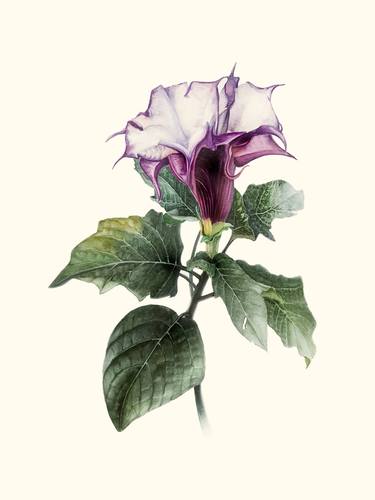 Print of Botanic Paintings by David Bou