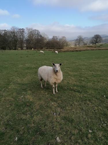 Countryside sheep thumb