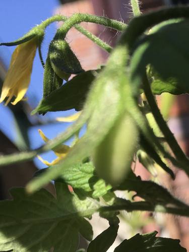 Cherry Tomato - bloomed and fruited thumb